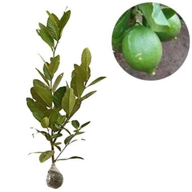 Bibit Buah Jeruk Lemon Lokal - Ukuran 40cm