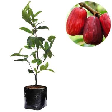 Bibit Jambu Bol Jamaika 60cm