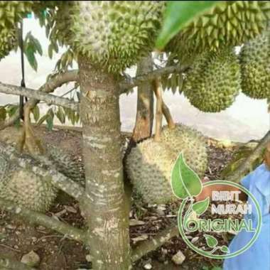 bibit durian musang king
