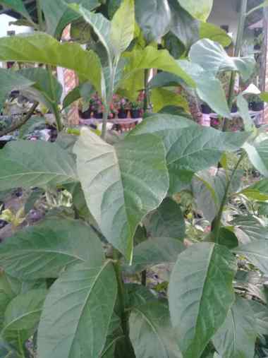 pohon bibit daun afrika tangerang