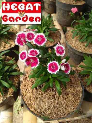 Anyelir Bunga UNGU garis putih