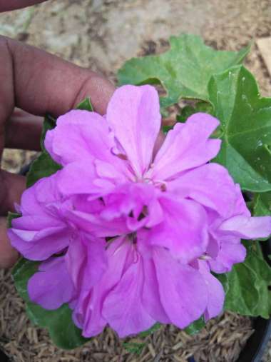Tanaman hias gantung geranium bunga ungu - hebat 559
