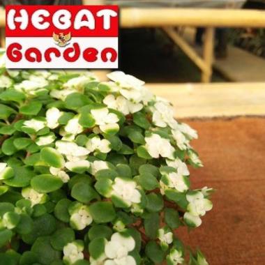 Terarium Air mata bayi - tanaman hias
