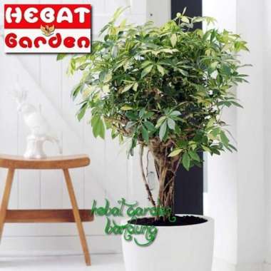 Walisongo varigata - Schefflera arboricola varigata - Tanaman hias indoor dan outdoor