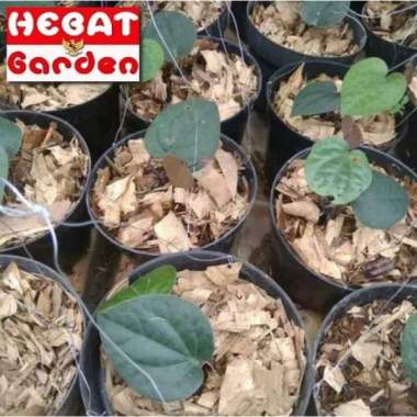 Sirih daun hitam - tanaman herbal sirih hitam