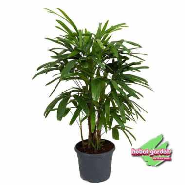 Tanaman Palem JARI - WAREGU - PAlem indoor terbaik 50 cm up
