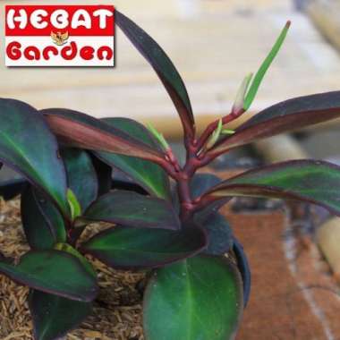 Tanaman peperomia hitam -peperomia clusiifolia rubra piperaceae -peperomia black leaves-peperomia-cl