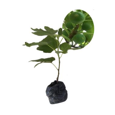 BIBIT TANAMAN Tin Gy Green Yordania