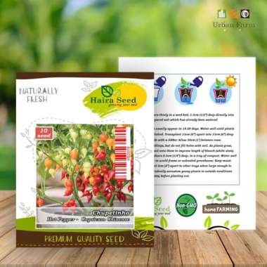 Biji - Benih Cabe Hias Chupetinho