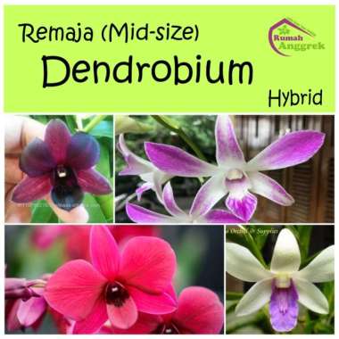 Remaja Dendrobium Hybrid Bibit Anggrek Dendro Hibrida bulat pra praremaja pra