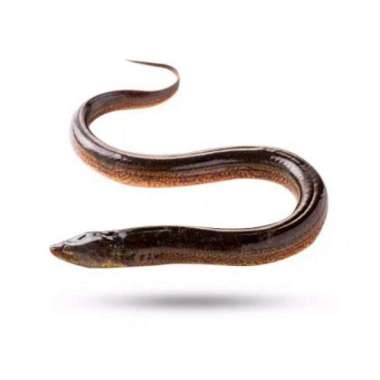 BELUT HIDUP 450 - 500 G