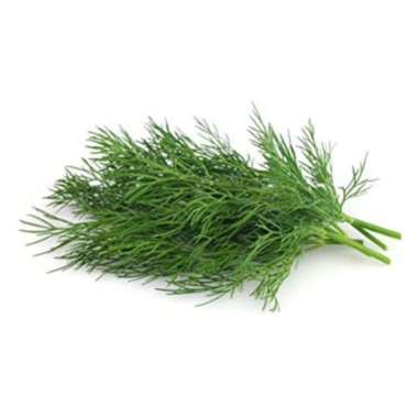 Fresh harvest dill