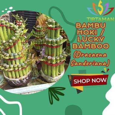 bambu hoki tanaman air / lucky bamboo Susun 3 Spiral