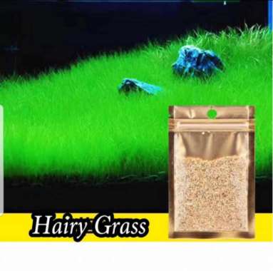 carpet seed Hairy Grass benih bibit aquascape
