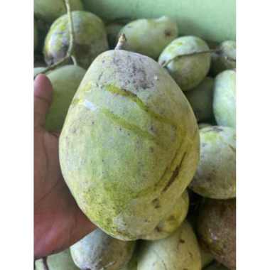 Mangga indramayu mengkel 1 kg
