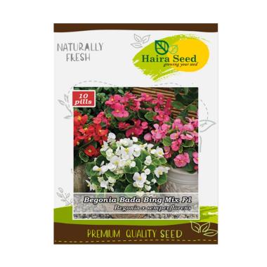 Haira Seed Bunga Begonia Bada Bing F1 Mix Benih Tanaman