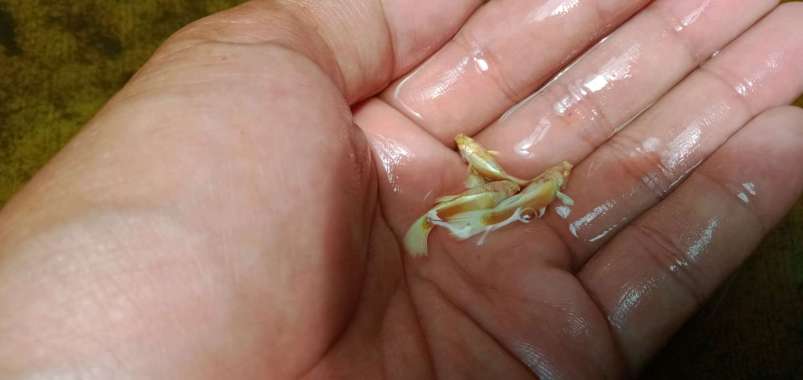 guppy afg albino full gold