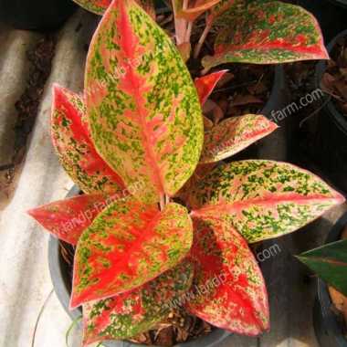 Bunga Aglonema Happines