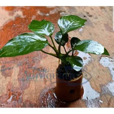 TANAMAN AQUASCAPE ANUBIAS NANA