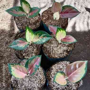 bibit bunga aglonema baby SULTAN BRUNEI 1-3 daun