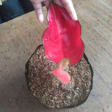 baby bunga aglonema suksom jaipong daun 1-3