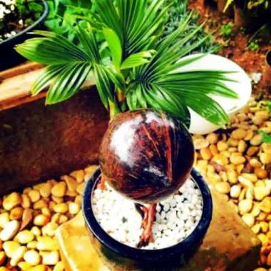 PROMO (COD) Kelapa bonsai sudah jadi