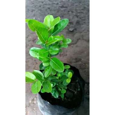 Bibit tanaman buah karendang -renda karenda langka!!