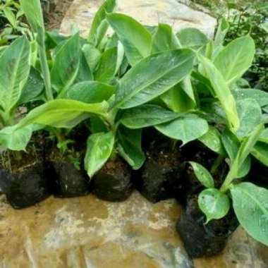 Bibit pisang raja bulu