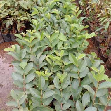 Bibit tanaman buah jambu kristal