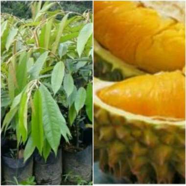 (COD) Tanaman buah durian montong