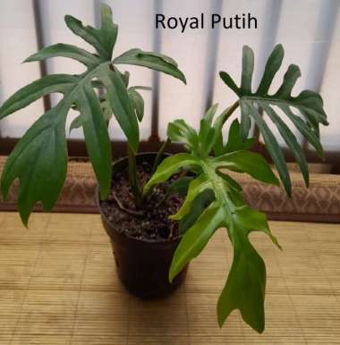 TANAMAN HIAS PHILODENDRON MAYOITANAMAN HIAS PHILODENDRON MAYOI