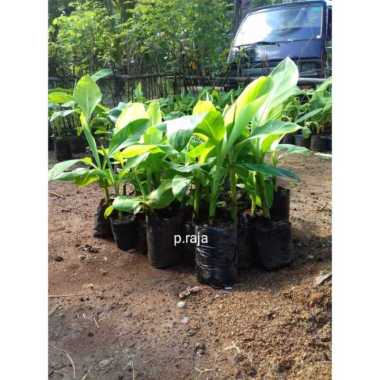 Bibit Pisang Raja pisang raja murah Tunas bibit