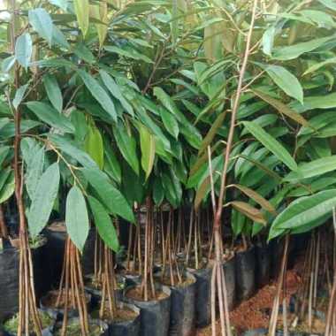 Bibit Durian Musangking Kaki 3 Tunas bibit