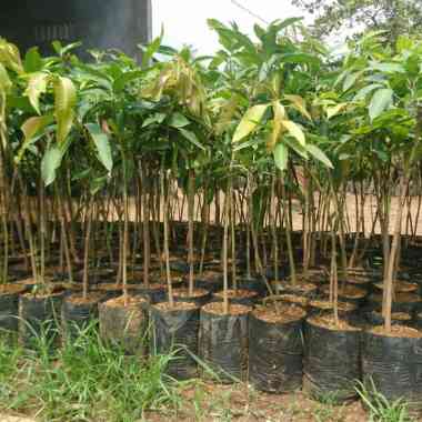 Bibit mangga Alpukat unggul tunas bibit