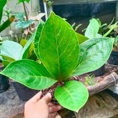 tanaman hias anturium jemani kobra /anturium kobra - 79602