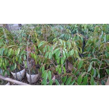 Bibit durian Bawor Dongkelan Murah Tunas bibit