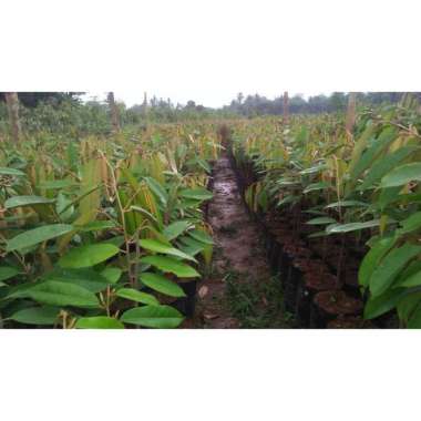 Bibit durian Musangking Tunas bibit unggul