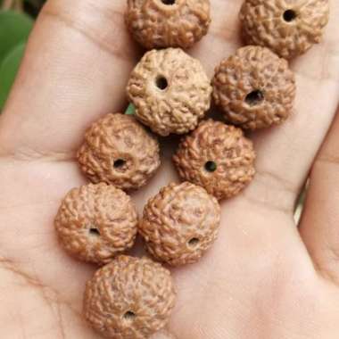 Jenitri Rudraksha Mukhi 10