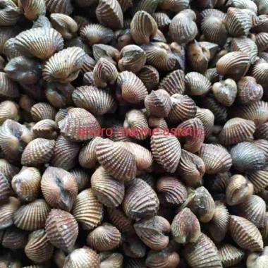 kerang darah kondisi hidup