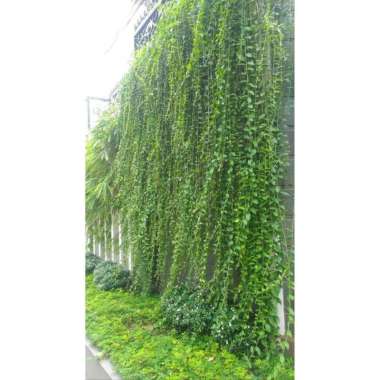 Tanaman Menjuntai Li Kwan yu atau Lee kwan yew