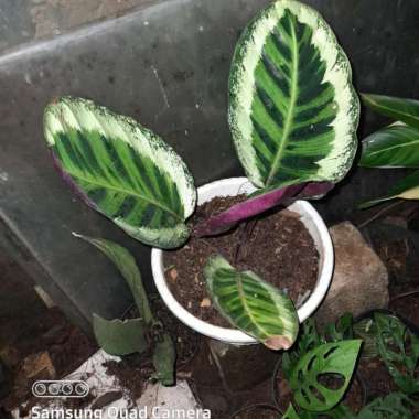 tanaman hias calathea angela