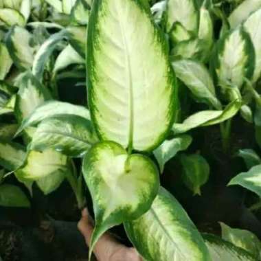 Tanaman Hias Aglonema Blanceng Susu