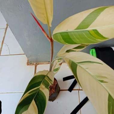 Tanaman Hias Heliconia Varigata - Pisang Pisangan Varigata