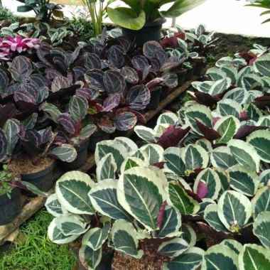 tanaman hias calathea marion - pohon kalatea marion