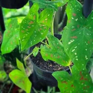 tanaman hias keladi trecolor/caladium