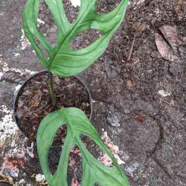 monstera janda bolong adansonii variegata ,janda bolong variegated