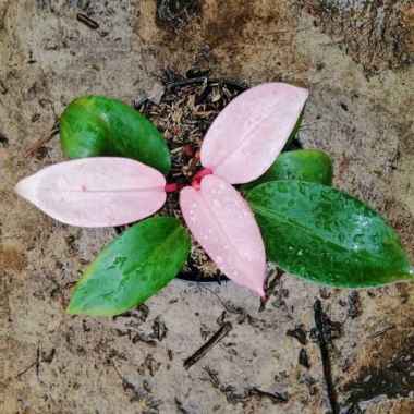 tanaman hias philodendron Pink Congo