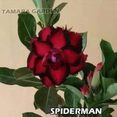 Bibit Bunga Kamboja Adenium Spiderman