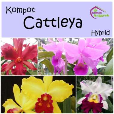 Anggrek Kompot Cattleya Hybrid bibit cat catleya hibrida silangan seedling benih biji