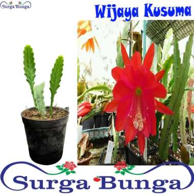 wijaya kusuma ackermanii bibit tanaman hias